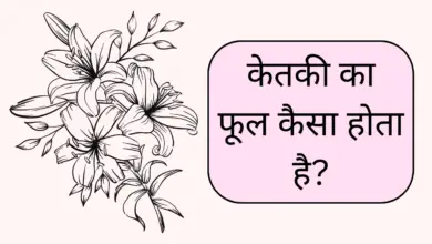 ketki ka phool kaisa hota hai?