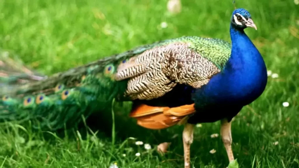 10 पक्षियों का नाम हिन्दी में