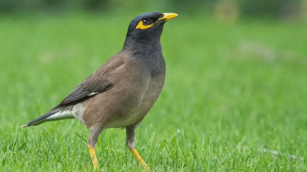 10 पक्षियों के नाम – Pakshiyon ke Naam