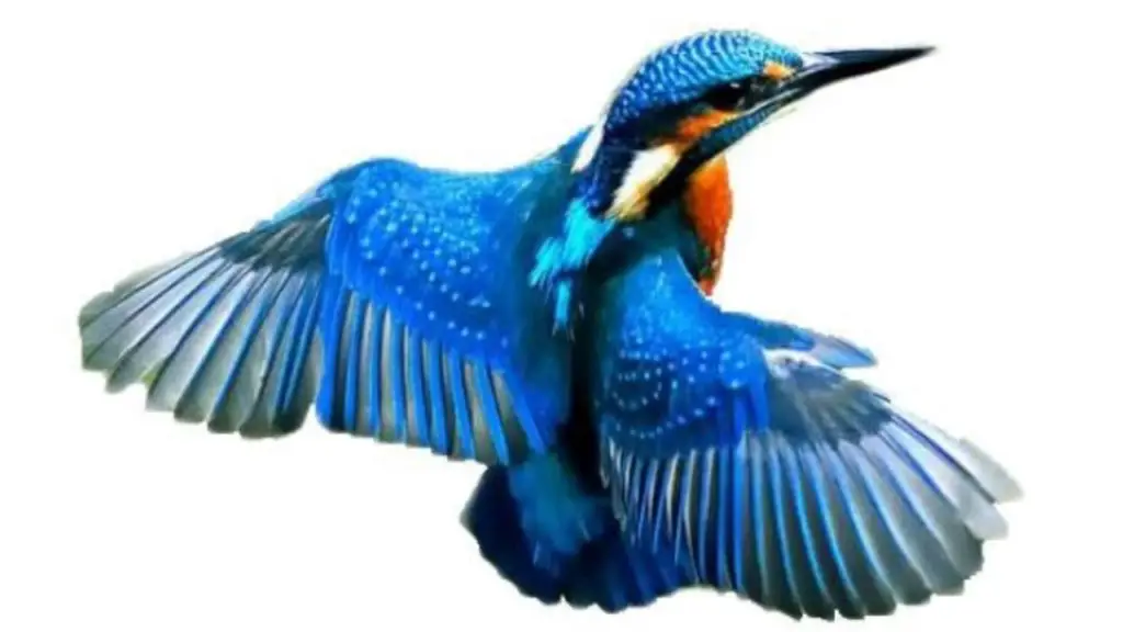 List of Birds Name in Hindi and English
