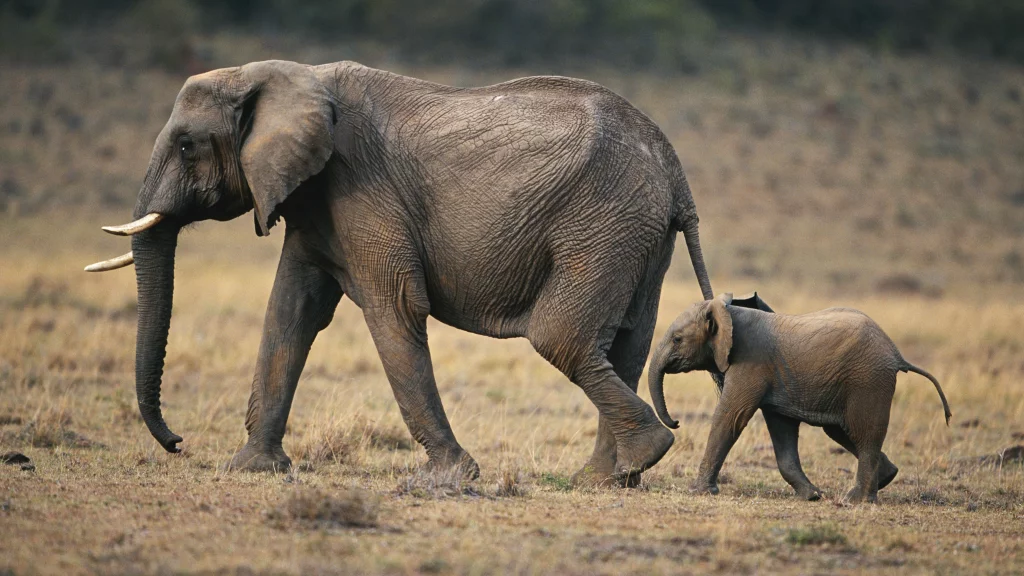How long are elephants pregnant?