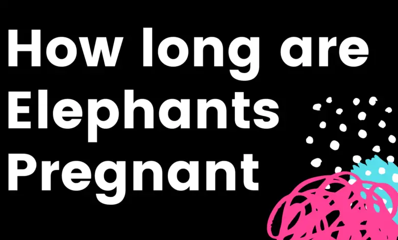 How long are elephants pregnant