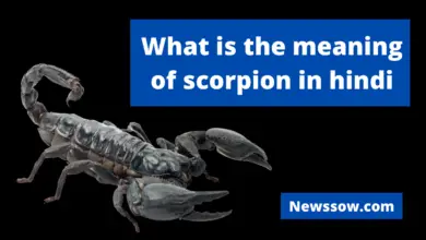 What is the meaning of scorpion in hindi