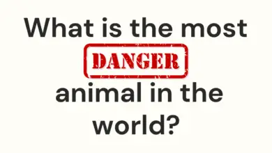 What is the most dangerous animal in the world?