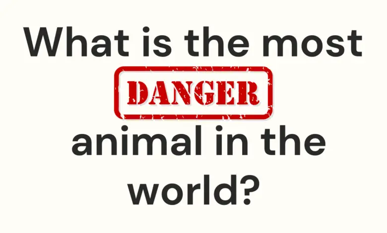 What is the most dangerous animal in the world?