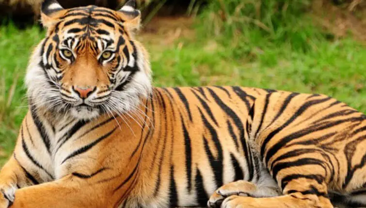 रॉयल बंगाल चिता कहां पाया जाता है | royal bengal tiger kaha paye jaate hain