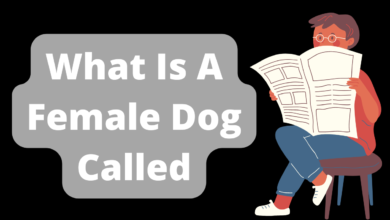 What Is A Female Dog Called