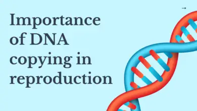 What is the importance of dna copying in reproduction