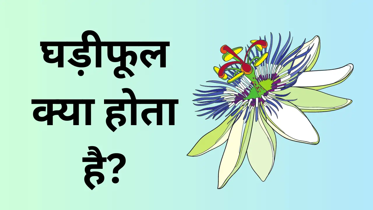 What is a Passiflora flower?