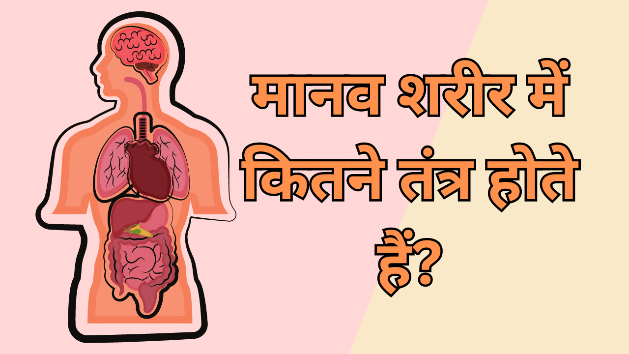 how many system in human body in hindi