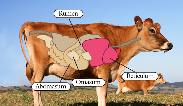 do cows have more than one stomach