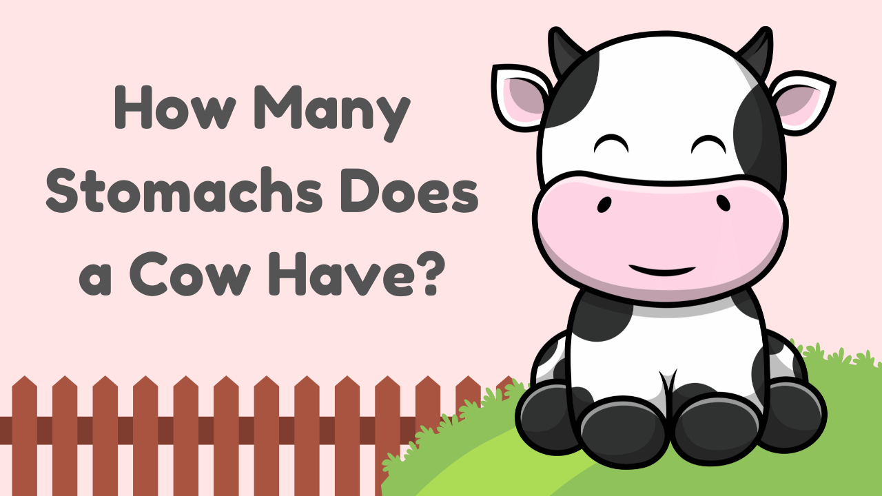 How Many Stomachs Does a Cow Have?