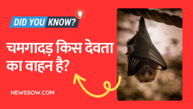 चमगादड़ किस देवता का वाहन है, चमगादड़ शुभ है या अशुभ