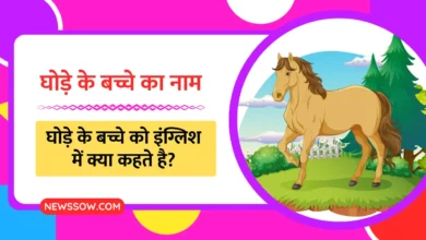 घोड़े के बच्चे का नाम क्या होता है? (Horse Baby Name In Hindi)