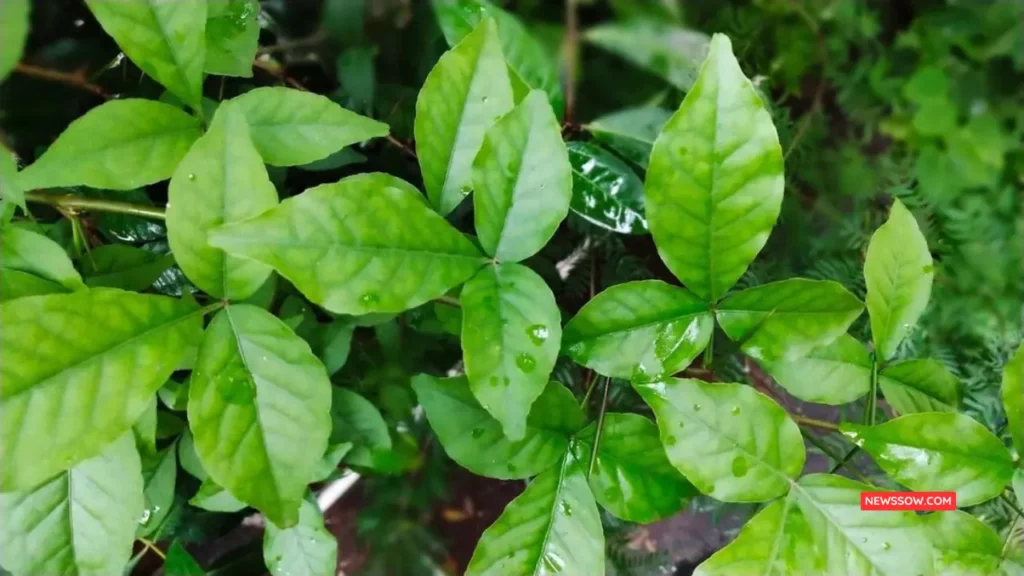 The Sacred Green of Bilva Leaves