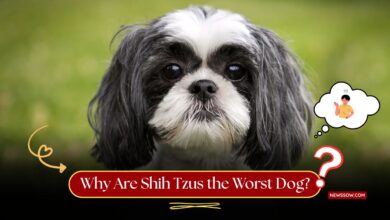Why Are Shih Tzus the Worst Dog? 10 Reasons You Might Want To Think Twice
