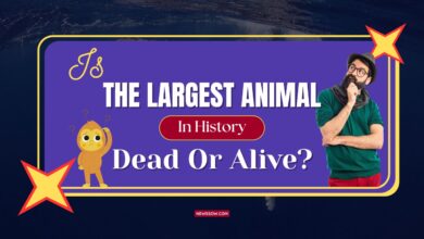 Is The Largest Animal In History Dead Or Alive?