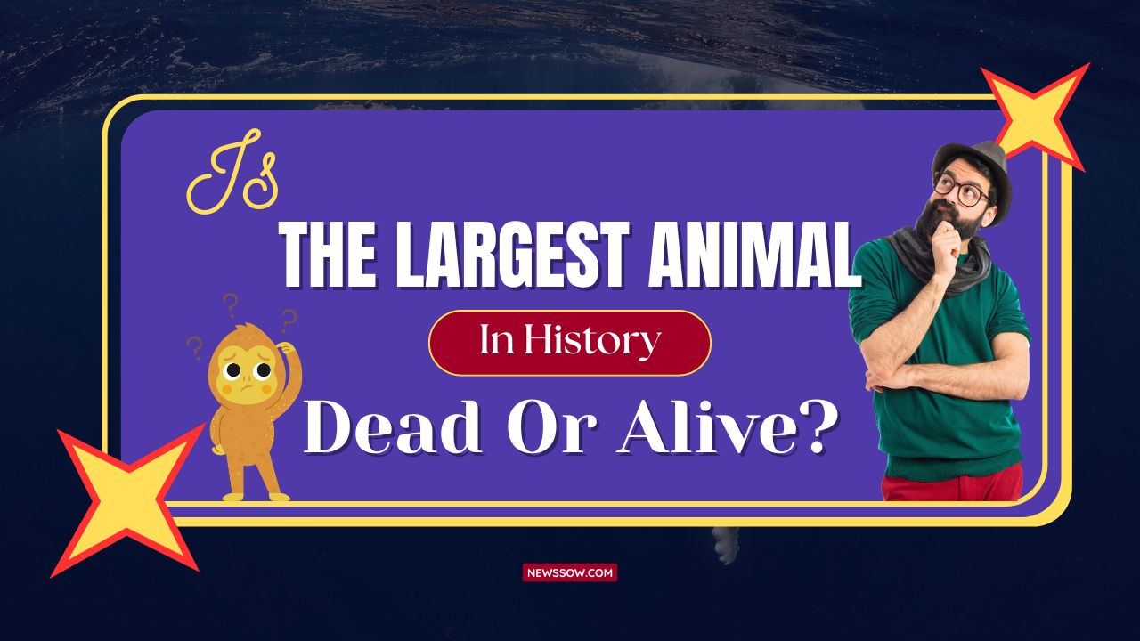 Is The Largest Animal In History Dead Or Alive?